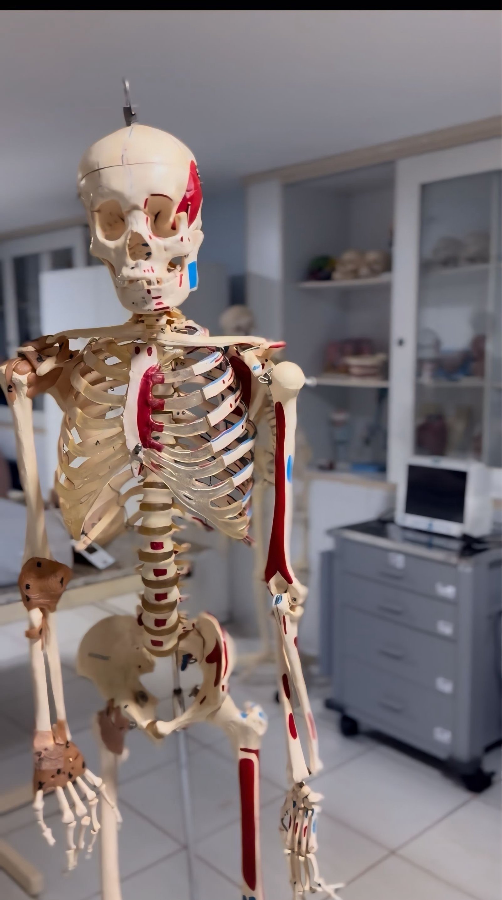 Modelo anatômico de esqueleto no laboratório de Ciências