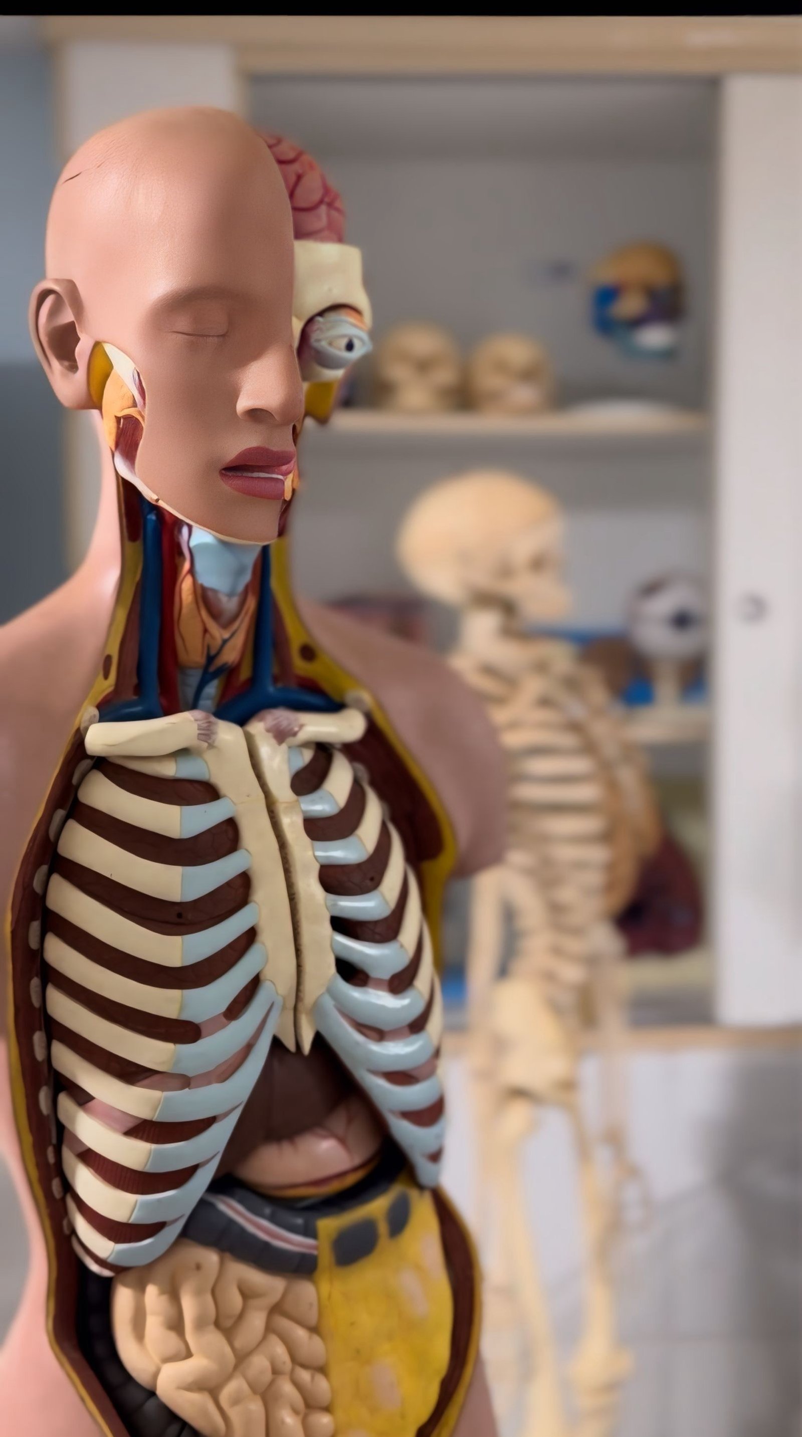 Modelo anatômico de torso humano no laboratório de Ciências